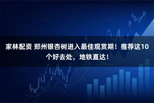 家林配资 郑州银杏树进入最佳观赏期！推荐这10个好去处，地铁直达！